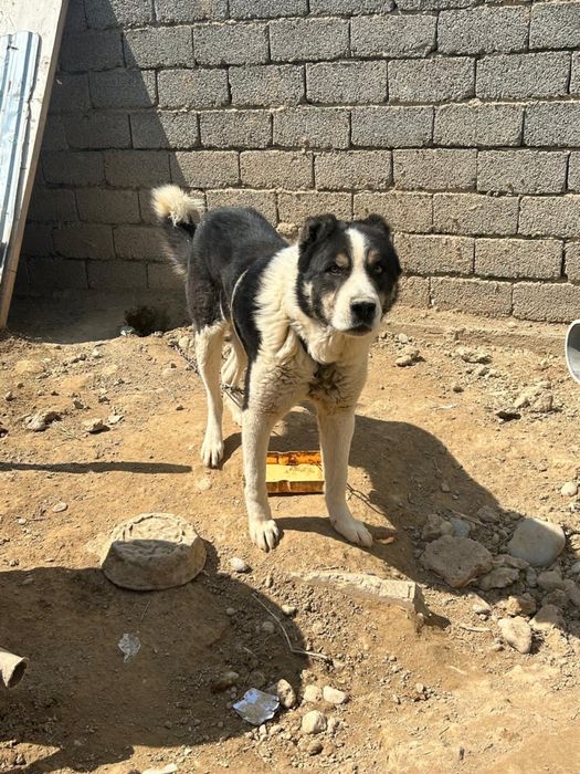 Ит гарнатя жуас үлкен