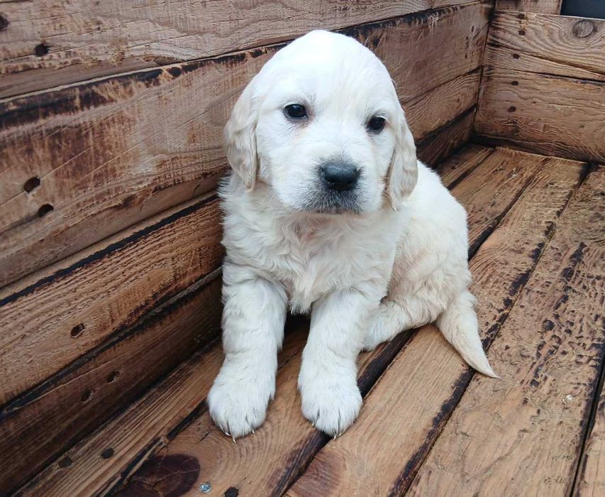 Голдън ретривър мъжки и женски