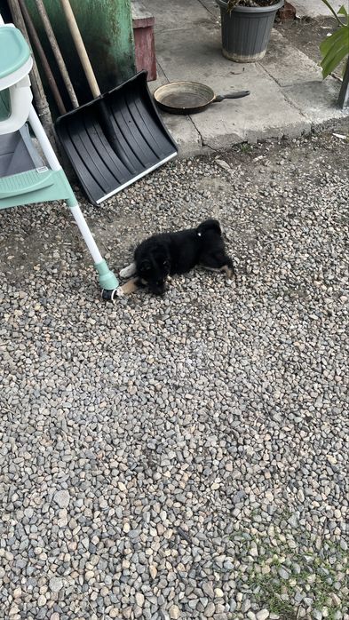 Продам щенок от лайки