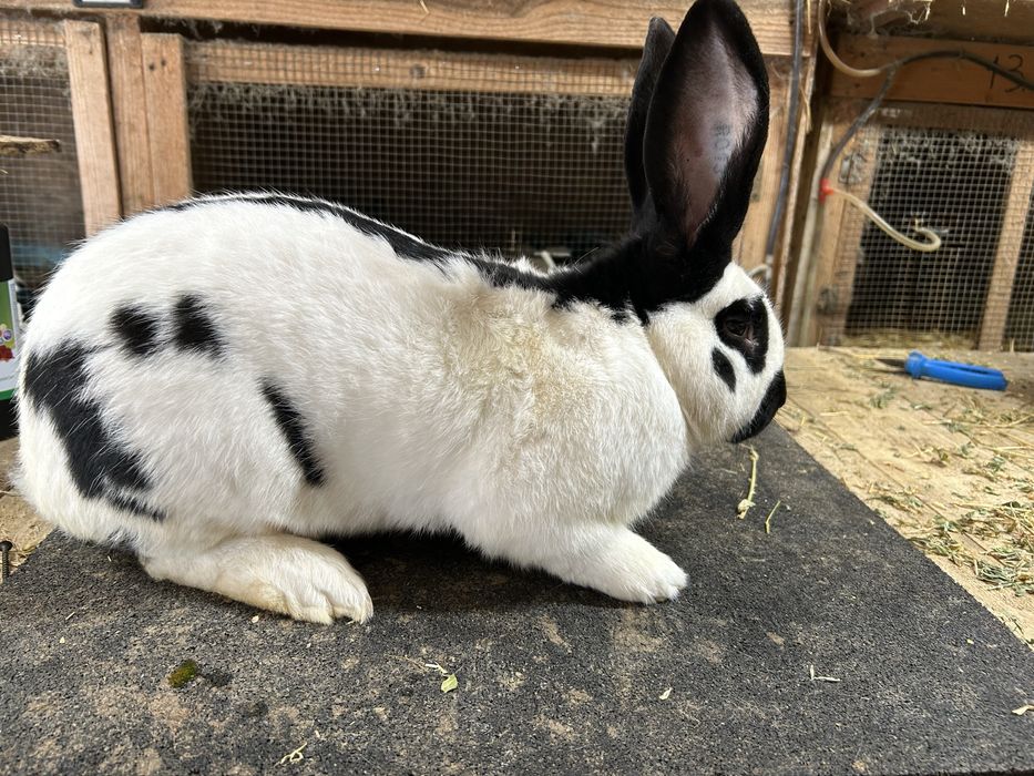 Mascul Fluture german