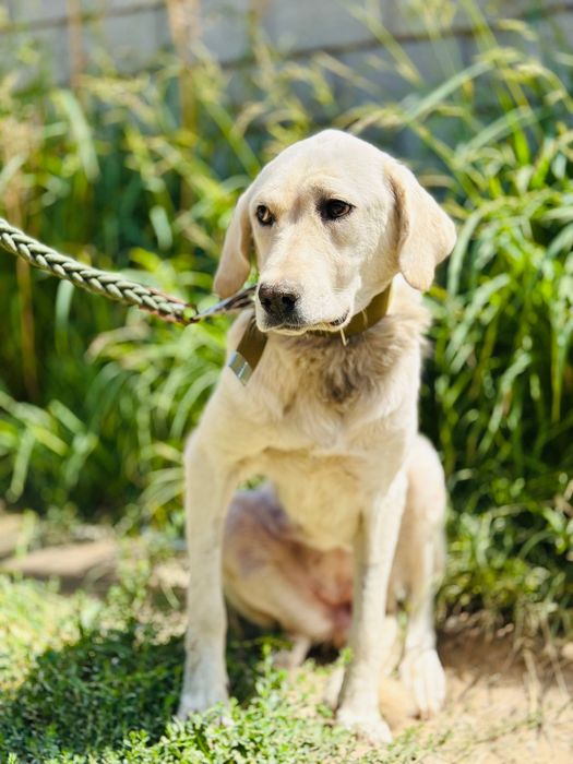 Айрис ищет семью. Очень нежная девочка