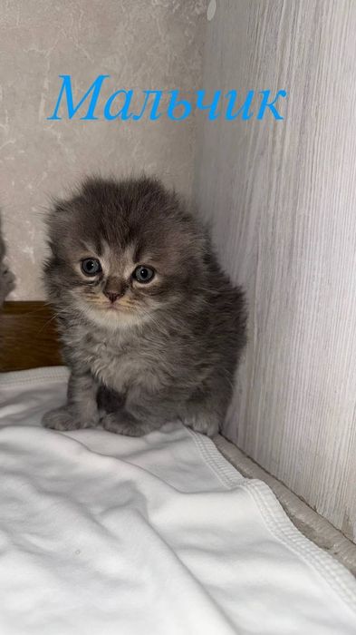 Продаются пушистые комочки счастья