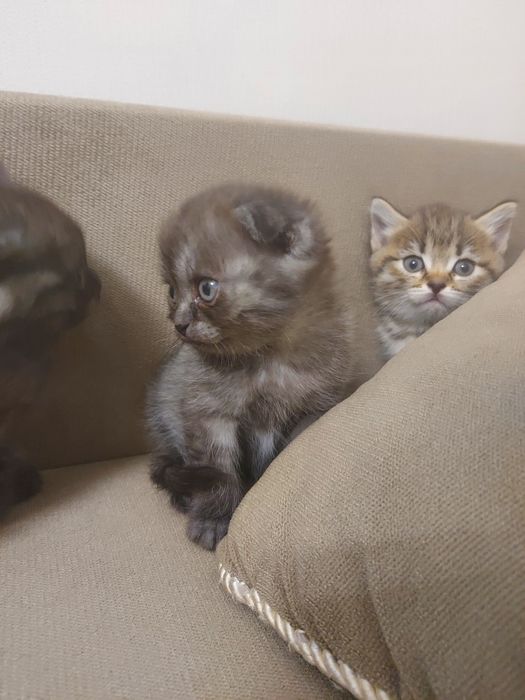 Шотландские котята