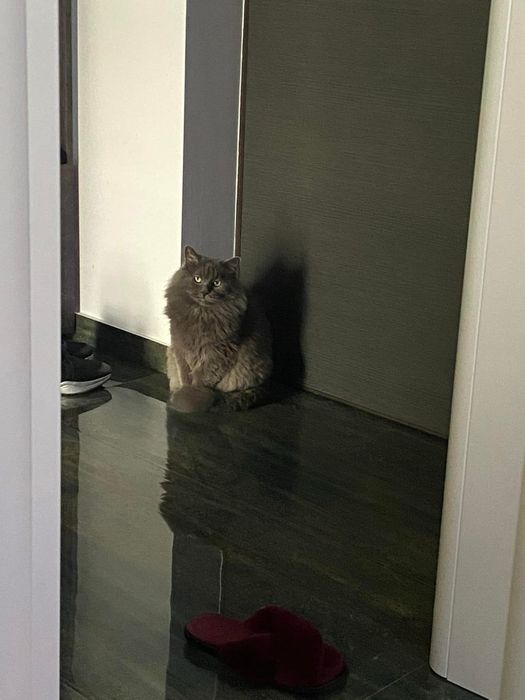 Donez motan Blue Russian