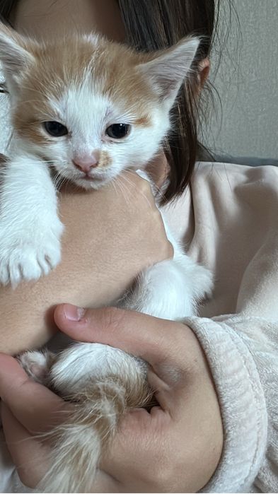 Отдам котят даром