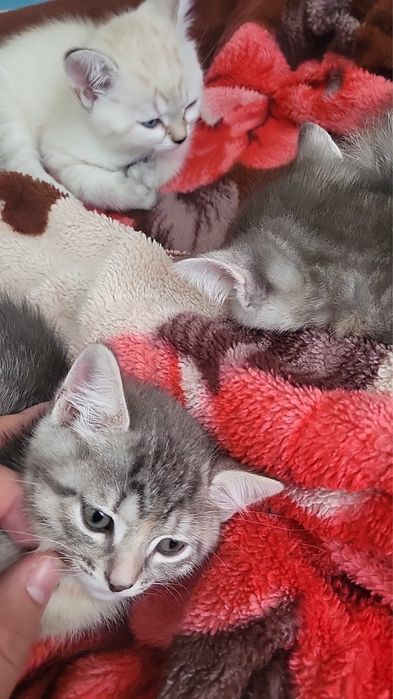 Отдам котят в добрые руки