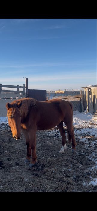 Байтал сатылады 520мын