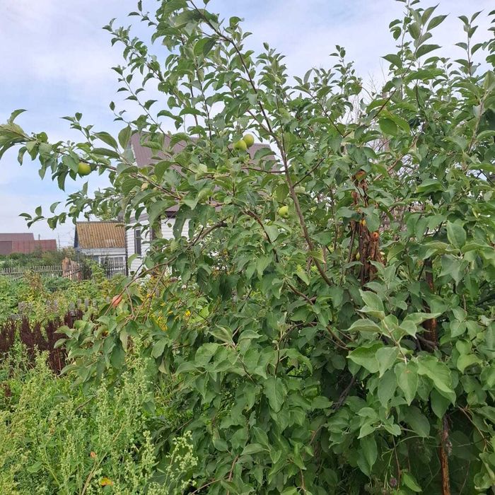 Продажа дачи с домиком