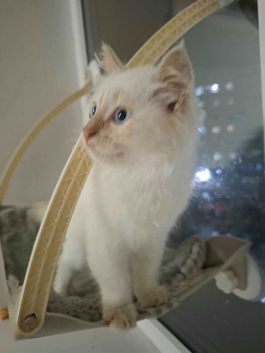 Отдам в добрые руки котенка, мальчик