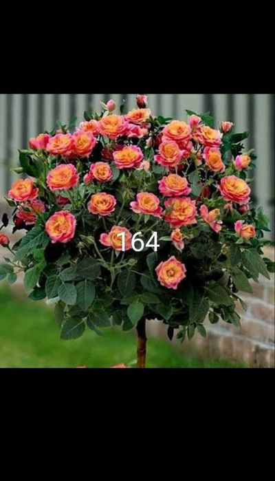 Като дръвче ароматни