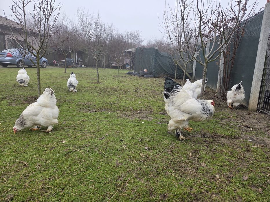 Găini și Cocoși Brahma  150 ,,,250. Lei in funcție de pasăre
