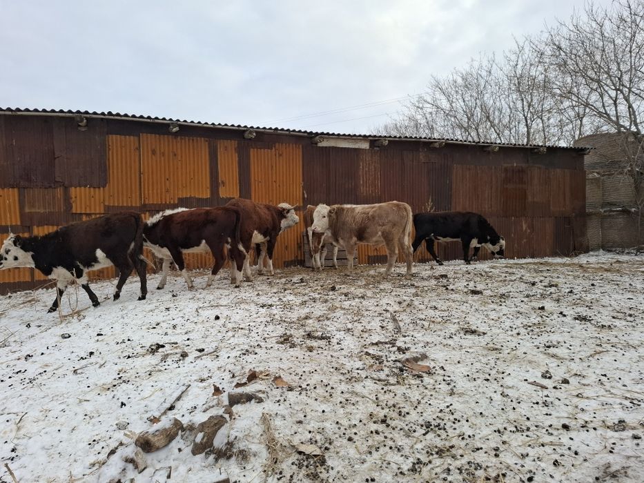 Продам подсосных телят