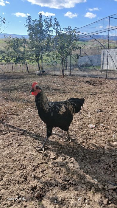 Vand gaini si cocosi de rasa