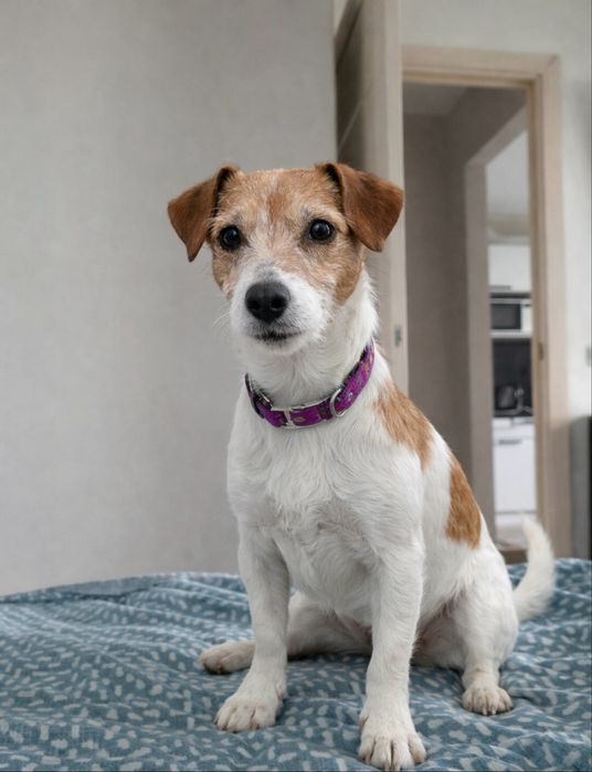 Активная взрослая девочка Джек рассел терьера