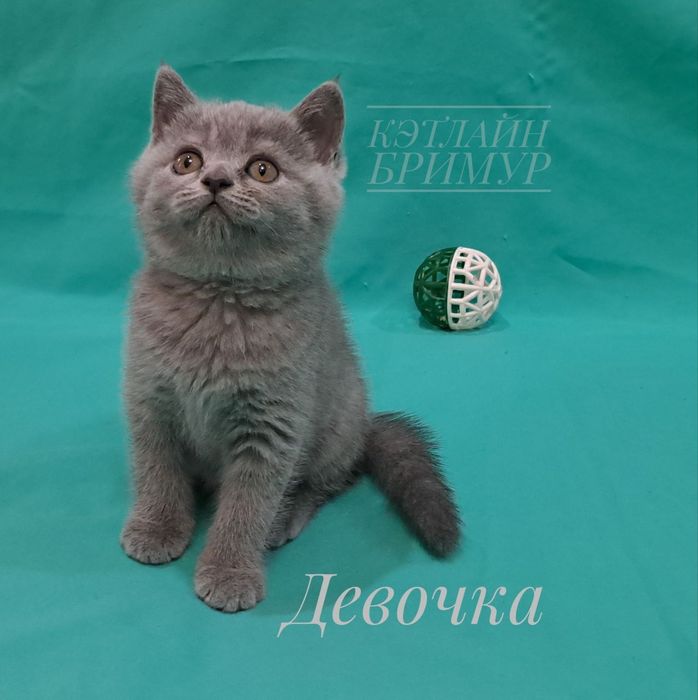 Британские котята из питомника!