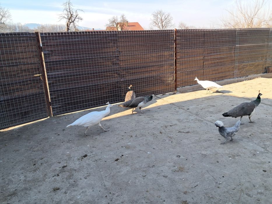4 Pui de păuni  umar negru si standard
