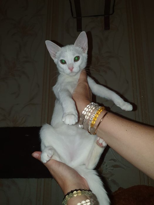 Белые чаузята впервые в Алматы