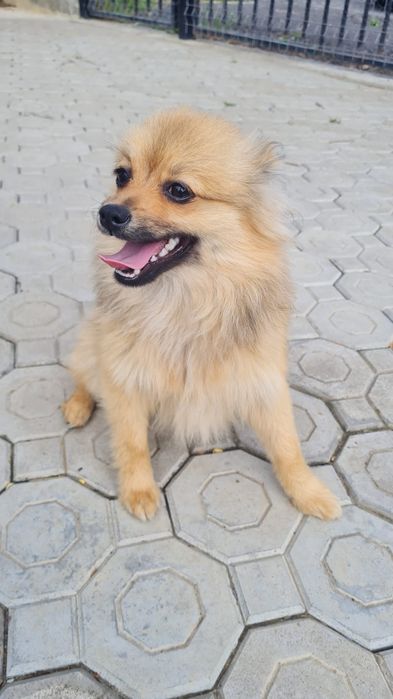 Spitz Pomeranian