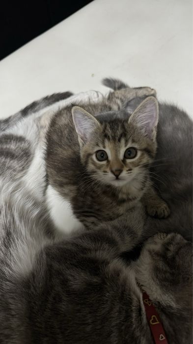 Котята девочки 1,5 месяца