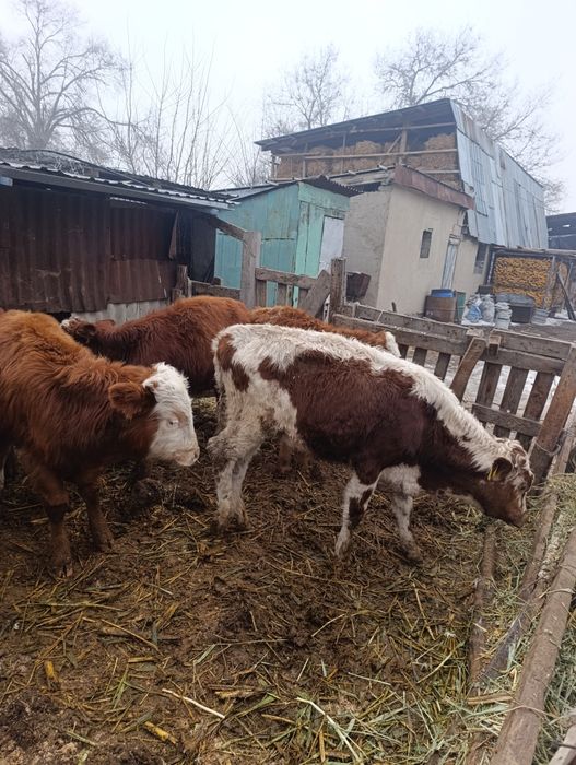 Продам бычки по 8.9 мес