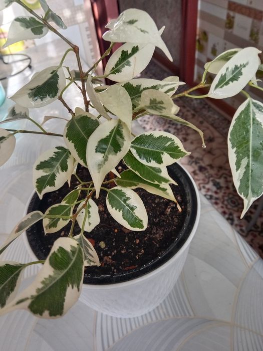 Фикус Бенджамина вариегатный продам