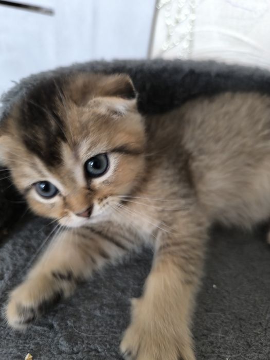 Продаются Скоттиш -Фолд и Скоттиш Страйт девочки и мальчики.