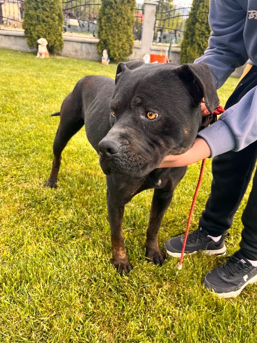 Donez câine rasa Cane Corso