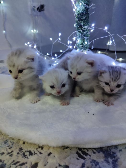 Шотландские вислоухие