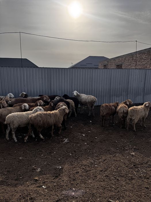 Продам баран на резку