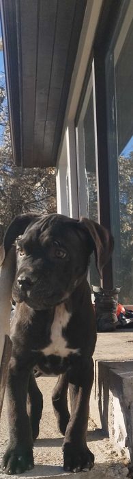 Кане Корсо Италияно