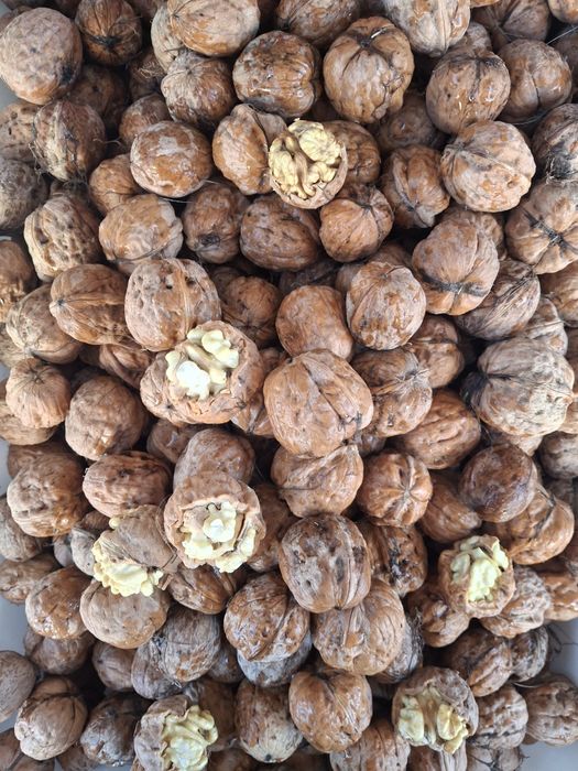 Nuci Franquette, in coaja, din livada proprie!