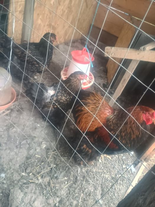 Brahma csirke tyúk