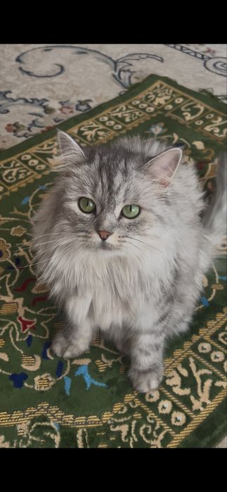 Кошка сибирка малышка