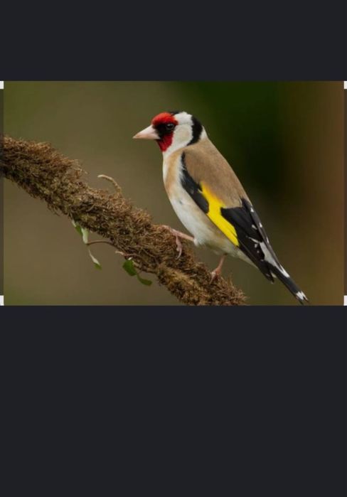 щигол поющая птица