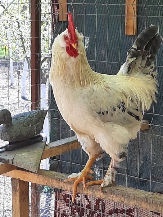 Pasari de casa de rasa