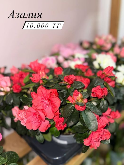 Продам комнатные цветы на подарок. Цветущие