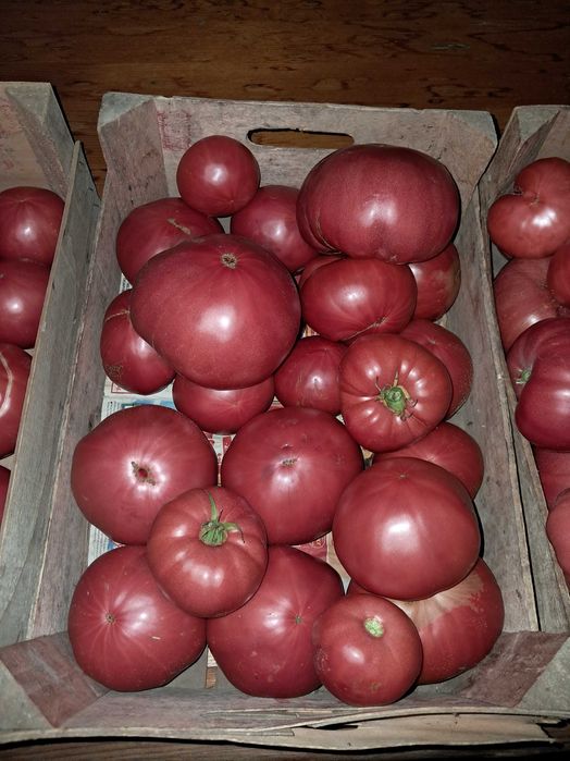 Продавам прясно набрани домати от градина, екологично чисти!!