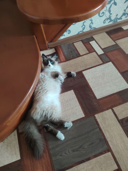 Отдам даром кошку