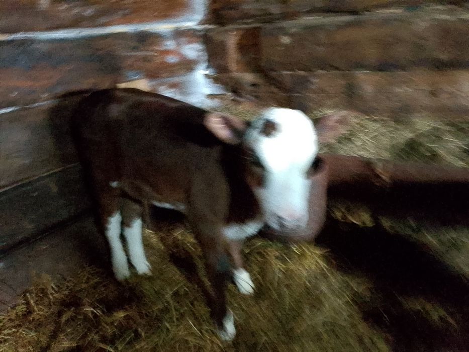 Продам телёнка телачку