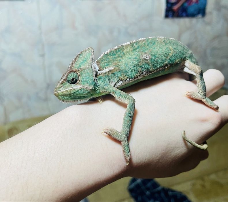 Хамелеон иеменский