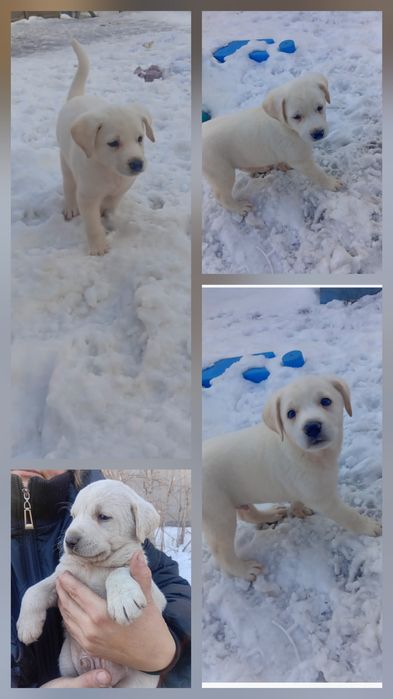 Срочно малыш ищет дом.