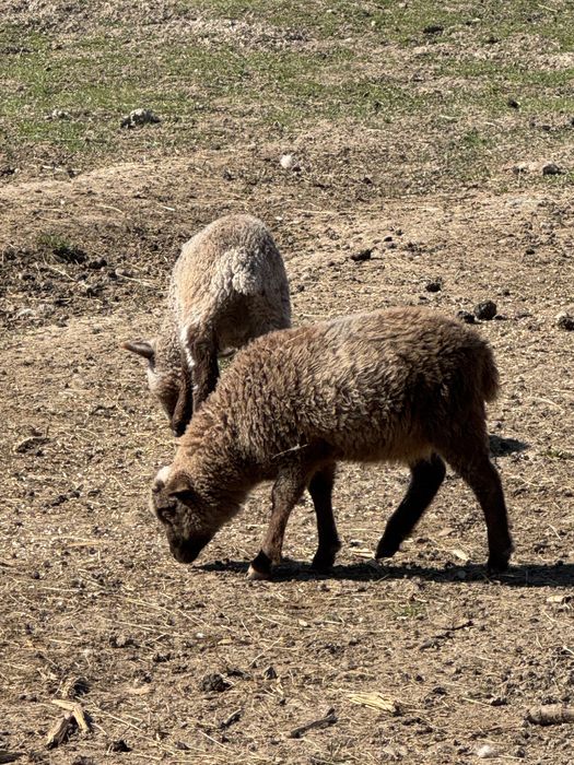 Vand oi tigai tinere