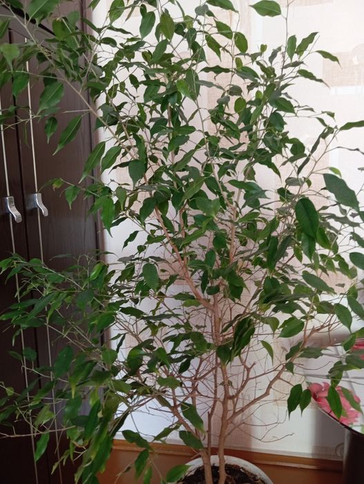 Фикус дерево, продам