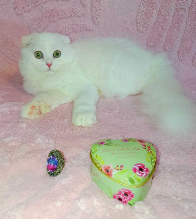 Продается эффектный аристократ, белый хайленд фолд, мальчик.