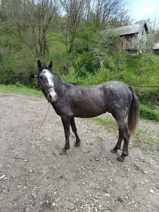 Se vinde un armăsar tânăr