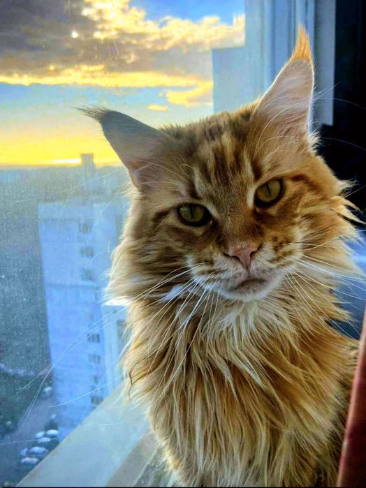 Котенца Мейн Куун