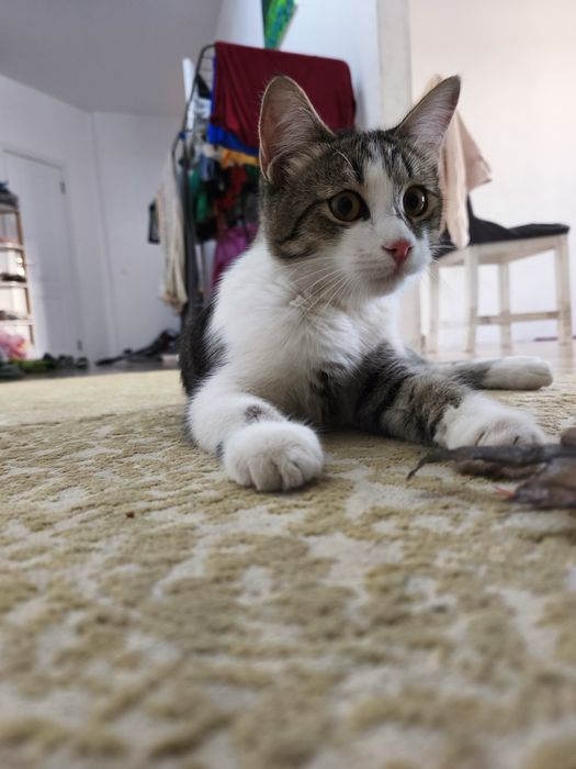 Котенок даром в хорошие руки