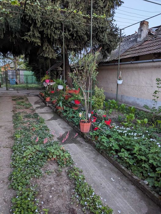 Casă + teren de vânzare Zimandu Nou, Arad