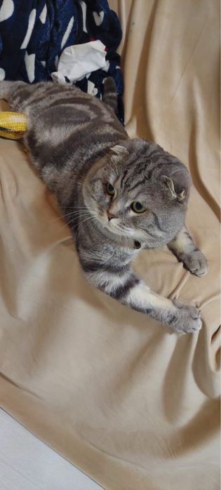 Шотландский ВИСЛОухий кот на вязку скотиш фолд ВЯЗКА