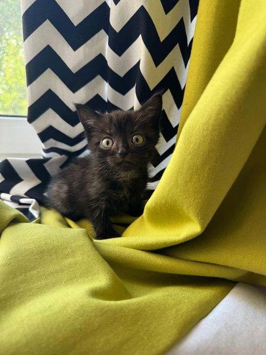Отдам котят две девочки и один мальчик